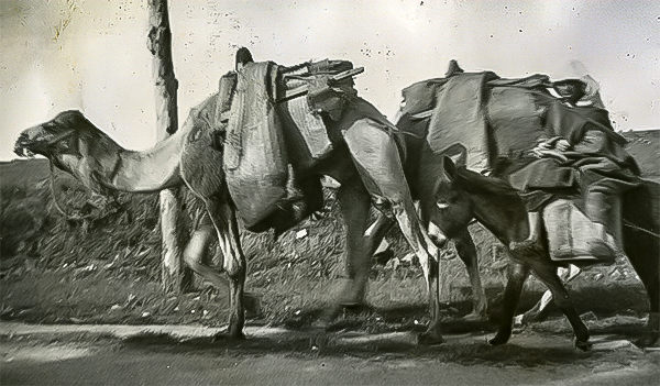 B-14-168-2 camels+donkey copy