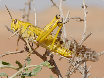Locust 2