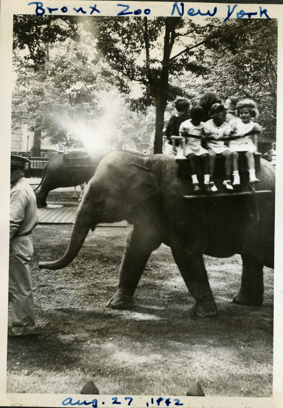 Elephant Bronx Zoo 8.27.42 copy